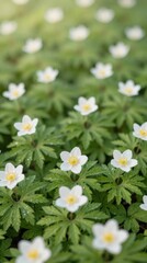 White flowers bloom amongst vibrant green leaves in a sunny meadow