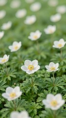 Obraz premium Flowers bloom in a green field under sunlight in spring season with droplets on petals