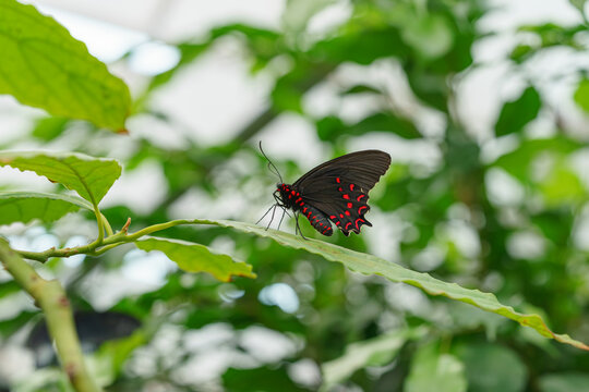 Parides photinus, the pink spotted cattleheart butterfly, Papilionidae family sitting on green leaf in garden background. Butterfly with black and red wings close up, macro.