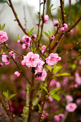 Obraz premium Springtime Bloom: Close-up of delicate pink flowers bursting forth on a tree branch, heralding the arrival of spring in full vibrant splendor.