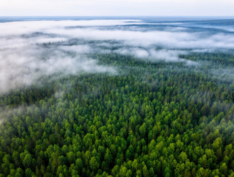 Aerial Perspective Over Bashkortostan's Dense Evergreen Forest Cloaked in Misty Fog, Rolling Hills and Clear Blue Sky