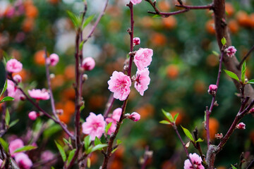 Fototapeta premium Blossoming beauty: Delicate pink petals of peach blossoms unfurl amidst the fresh green leaves and branches. Captured with a shallow depth of field, revealing the vibrancy of spring season.