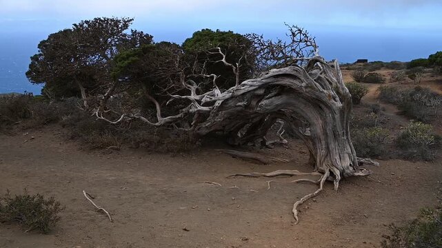 Sabina canaria en primeros planos en El Sabinar, El Hierro