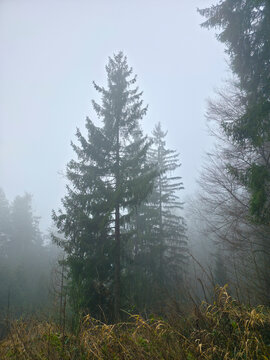 Germany, Black Forest, Foggy winter forest landscape with winding hiking path and evergreen trees
