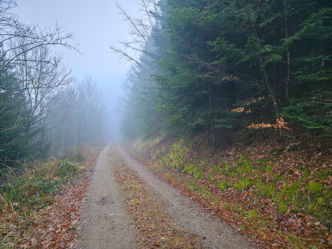 Germany, Black Forest, Foggy winter hiking path through magical evergreen woodland