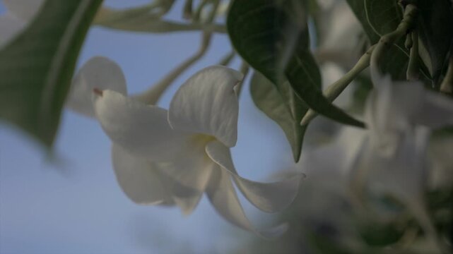 Fleur blanche de Guadeloupe