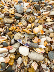 Shells and stones cover the beach at low tide revealing many shapes and textures in the sunlight on a warm afternoon