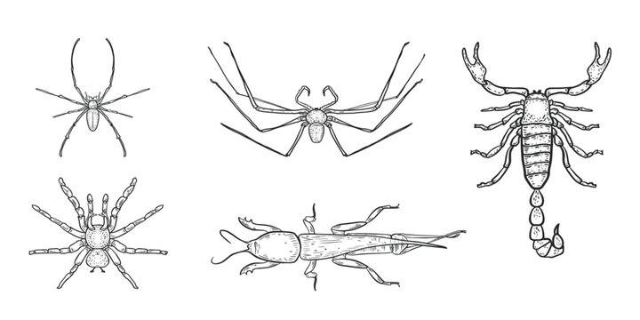 Set of black and white sketch style vector insects and arachnids. Spiders, mole cricket and a scorpion outline illustrations hand painted. Scary insects for Halloween. Dangerous bugs drawing.