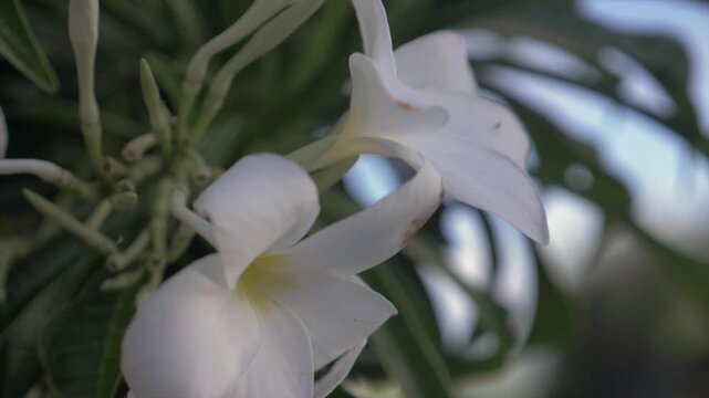 Fleur blanche de Guadeloupe