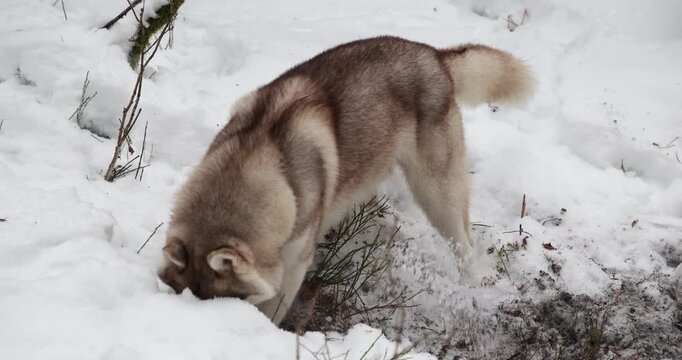 The playful husky digging a hole in the deep snow of a snowy woodland, slow motion
