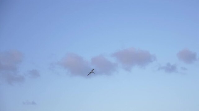 P&eacute;lican volant sur la mer en Guadeloupe