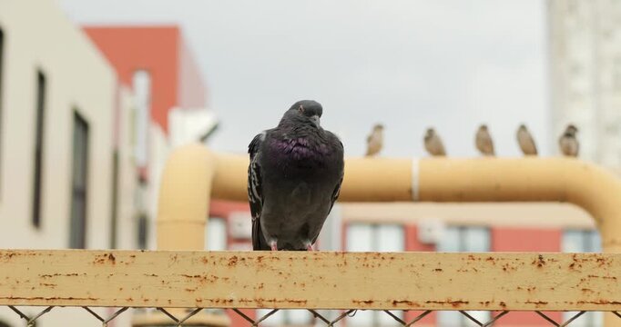 Lone pigeon stands on old iron fence in city. City life includes grey dove as symbol. Spurious birds blur in background. Animal observes city territory. Urban scene shows nature details.