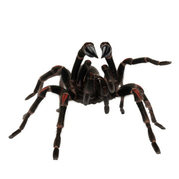 A massive, hyperdetailed tarantula (theraphosidae) with velvety black and dark brown setae, displaying crimson red accents and menacing obsidian fangs against a transparent studio background. Intense