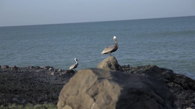 P&eacute;licans en bord de plage Guadeloupe