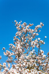  Israel. Warm spring day.