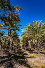Fototapeta premium Picturesque palm grove
