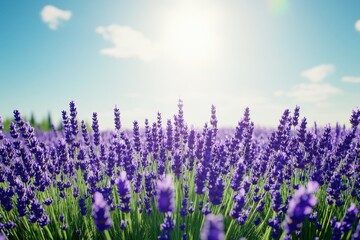 Fototapeta premium Lavender field blooms under the sun with clear blue sky in the background