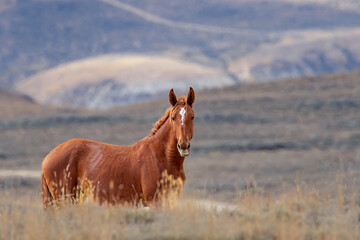 A lone Wild Horse wathing a small band of other horses from a distance.