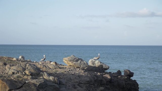 P&eacute;licans en bord de plage Guadeloupe