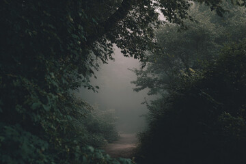 Morning mist covers a forest path inviting exploration and adventure Generative AI