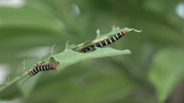 Chenille noir et jaune mangeant des feuille en Guadeloupe