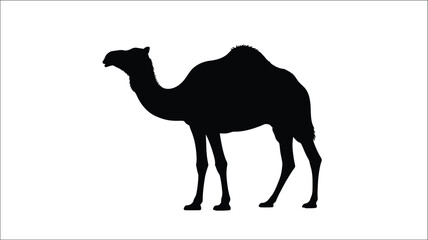 Fototapeta premium A striking black silhouette of a dromedary camel in profile silhouette