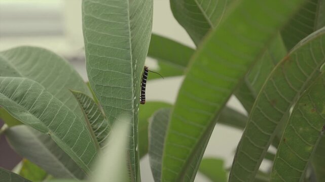 Chenille noir et jaune mangeant des feuille en Guadeloupe