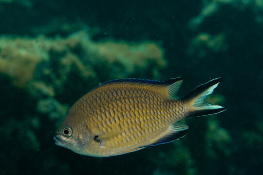 Close-up of Azores chromis (Chromis limbata) underwater, Tenerife