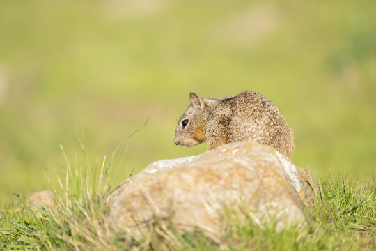 California Ground Squirrel, squirrel, Sierra Azul, California, OSP, open space preserve, 