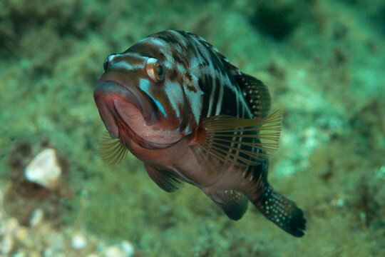 Close-up of Blacktail comber (Serranus atricauda) underwater, Tenerife