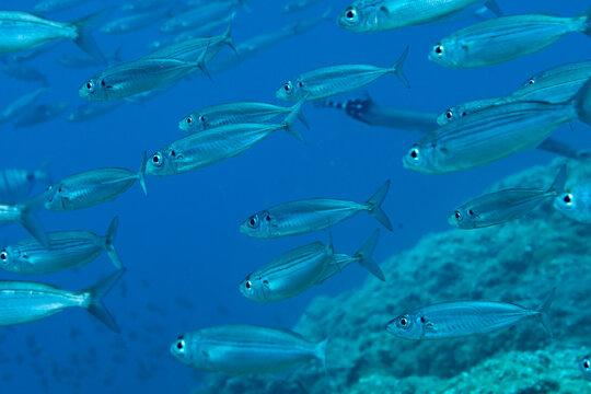 School of bogue fish over volcanic reef in Abades, Tenerife