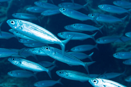 Close-up of bogue fish (Boops boops) swimming within large school in blue waters of Tenerife