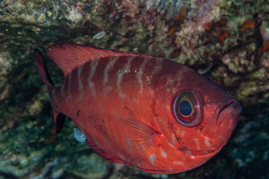 Close-up of bigeye perch (Serranus cabrilla) underwater, Tenerife