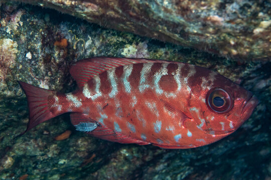 Close-up of parasitic isopods on bigeye perch (Serranus cabrilla) underwater, Tenerife
