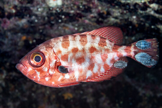 Close-up of parasitic isopods on bigeye perch (Serranus cabrilla) underwater, Tenerife