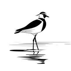 Obraz premium A black and white illustration of a lapwing standing in water with its reflection visible below it