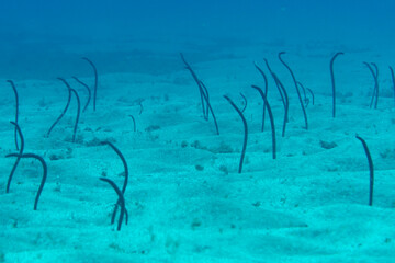 Garden eels on sandy seabed underwater, Tenerife © Krzysztof Bargiel