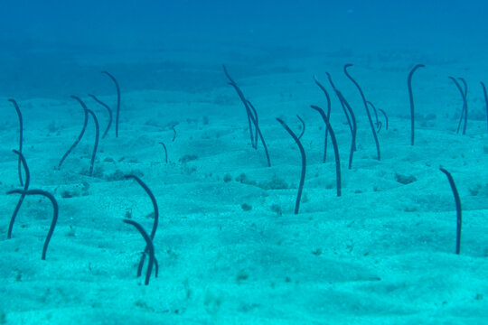Garden eels on sandy seabed underwater, Tenerife