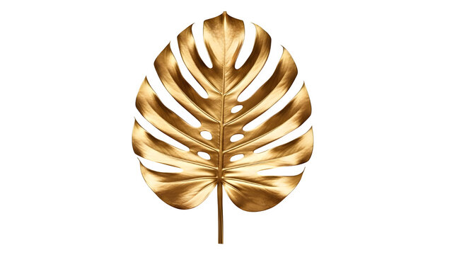 Golden monstera leaf on black background