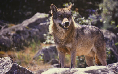 Obraz premium lobo iberico