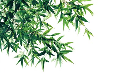 Fototapeta premium Zen Bamboo Whispers: The image features the delicate elegance of vibrant green bamboo leaves gracefully framed against a pristine backdrop, creating a serene and minimalist composition. 