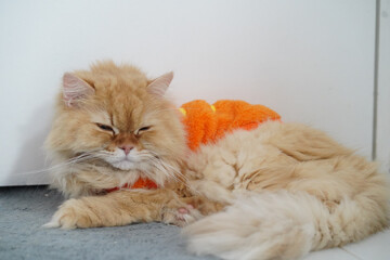 Naklejka premium Fluffy orange cat resting peacefully on soft surface, wearing cozy outfit. cat eyes are half closed, exuding calm and relaxed demeanor