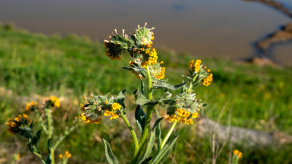 Yellow wildflowers rising from a grassy slope, their soft stems and tiny blooms set against calm brown water and a winding rocky formation stretching quietly into the distance