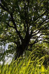 Obraz premium an old powerful oak with green grass by the tree in the summer in sunny bright weather, an oak tree with fresh foliage in bright sunlight in the summer season