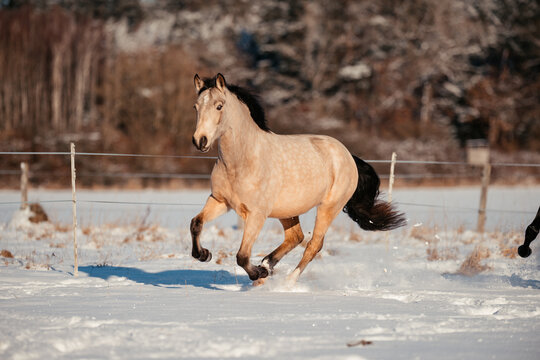 Leonharder Pferd