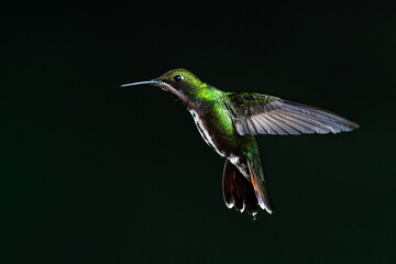 A female Black-throated Mango hummingbird (Anthracothorax nigricollis) against a black background in the Atlantic Rainforest of Brazil.  © David W Shaw