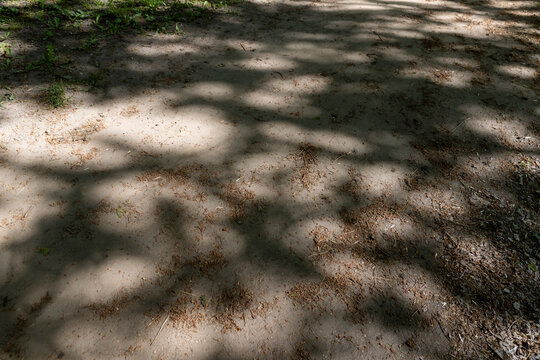 a path in the park with green grass along the roadsides and shadows from foliage from trees, a large number of shadows on the path from trees in sunny spring warm weather