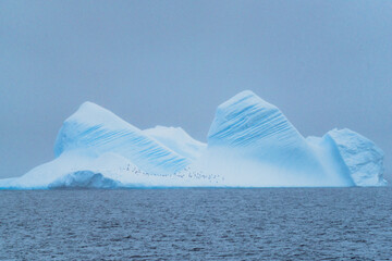 Massive blue iceberg floating in the Southern Ocean near Antarctica, populated by a colony of Gentoo penguins. Dramatic landscape showcasing the scale of the polar wilderness. © Nick