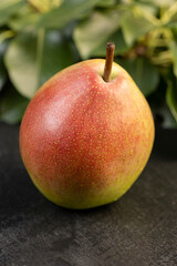 Fototapeta premium a ripe juicy pear lies on the table with the green foliage of the pear, a large number of green leaves of the pear tree and a ripe pear covered with drops of water with a red green peel