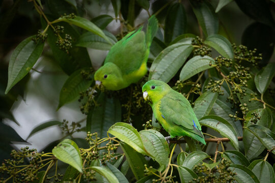 A pair of Cobalt-rumped Parrotlets (Forpus xanthopterygius) are highly camouflaged in the vegetation of the Atlantic Rainforest of Brazil. 